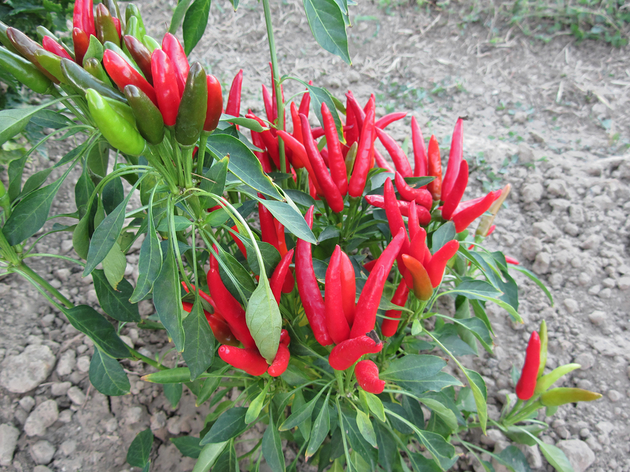 tabasco peppers